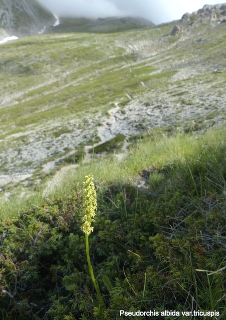 Pseudorchis albida e la variante tricuspis nel Parco nazionale del Gran Sasso e Laga